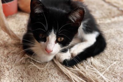 Close-up portrait of a cat