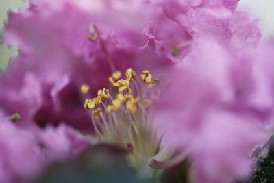 Close-up of purple flowers