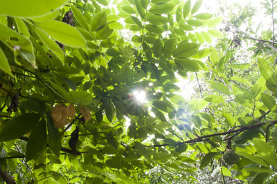 Sun shining through trees