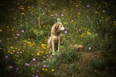 Dog on flowering plants