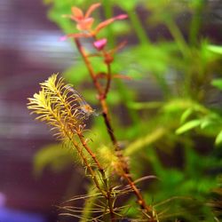 Close-up of caterpillar on plant