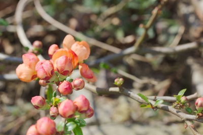 Close-up of red berries on plant