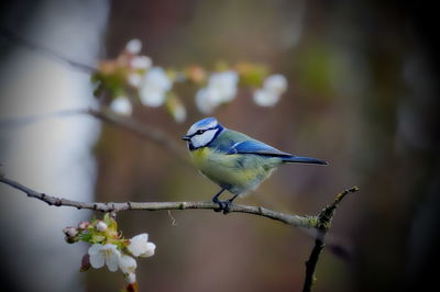 Close-up of bird perching on a branch