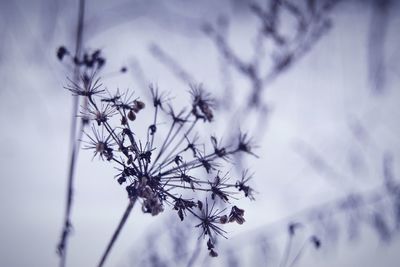 Close-up of plant against white background