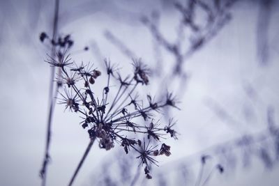 Close-up of wilted flowers against sky