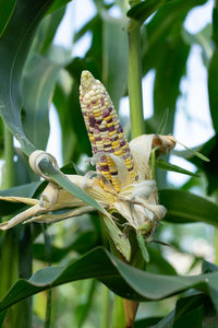 Close-up of insect on flower