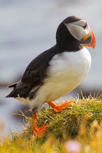 Close-up of bird perching on a field