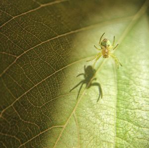 Close-up of spider on leaf