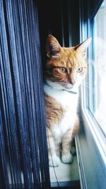 Cat looking through window