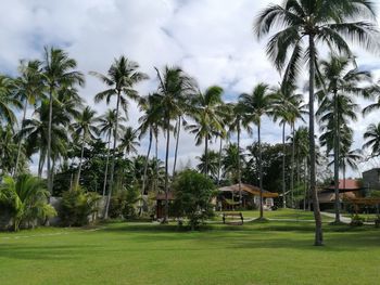 Palm trees on landscape against sky