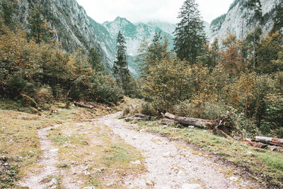 Scenic view of forest against sky