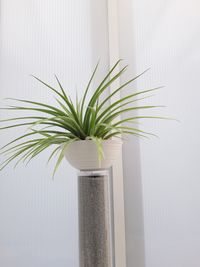 Close-up of potted plant against wall