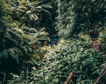 Trees growing in forest
