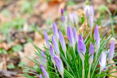 Close-up of purple crocus flowers on field