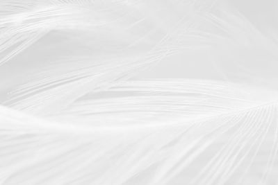 Beautiful white feather wool pattern texture background