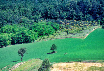 Scenic view of forest