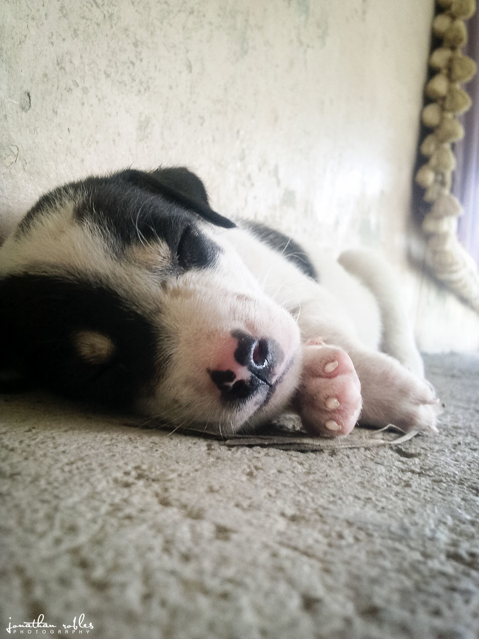 animal themes, pets, domestic animals, one animal, mammal, dog, selective focus, portrait, beach, sand, looking at camera, relaxation, lying down, close-up, domestic cat, young animal, street, no people, cute, day