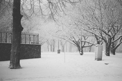 Snow covered trees in winter