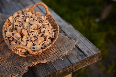 Close-up of pine cone