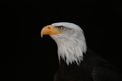 Close-up of eagle against black background