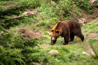 Full length of a young woman walking in forest