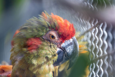 Close-up of parrot