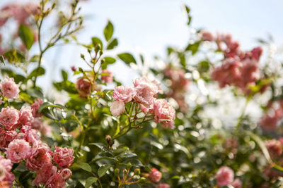 Close-up of pink flowers