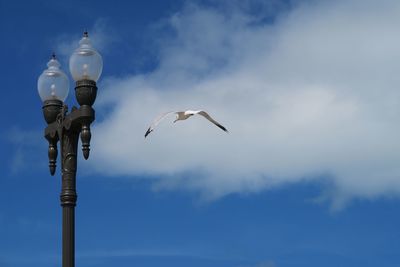 Low angle view of birds flying against sky