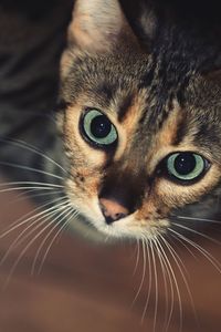 Close-up portrait of a cat