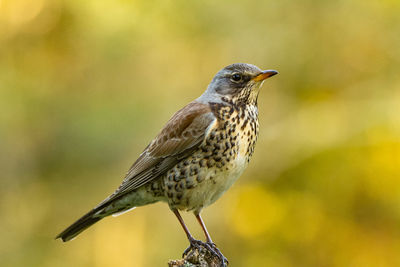 Close-up of bird perching on branch