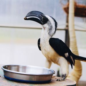 Close-up of bird perching on metal