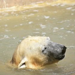 Horse swimming in lake