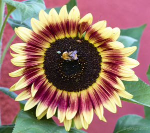 Close-up of bee on flower