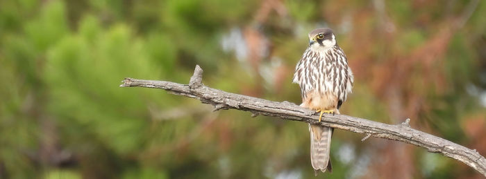 Close-up of bird perching on branch