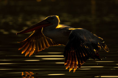 Close-up of pelican on field