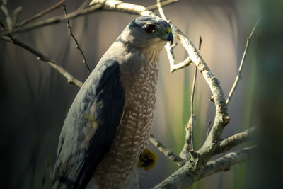 Close-up of owl perching on branch