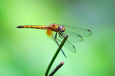 Close-up of dragonfly on leaf