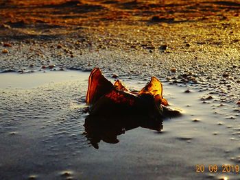 Close-up of puddle on beach