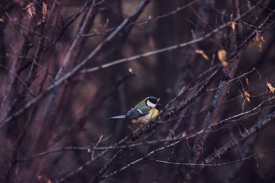 Close-up of bird perching on branch