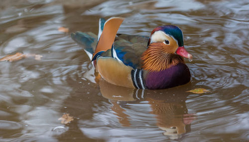 High angle view of duck swimming in lake