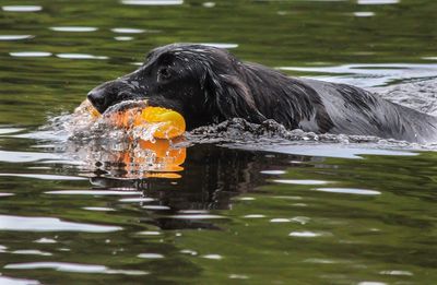 Duck swimming on lake
