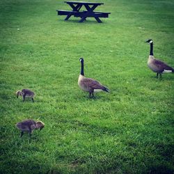 Ducks on field