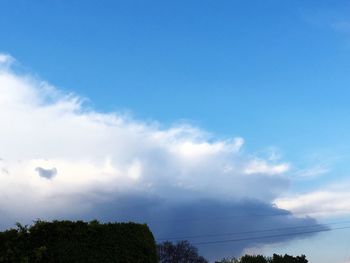 Low angle view of trees against blue sky