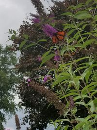 Low angle view of butterfly on purple flower