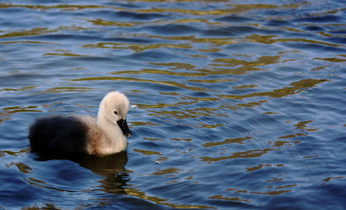 High angle view of duck swimming in lake