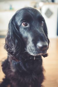 Close-up portrait of black dog