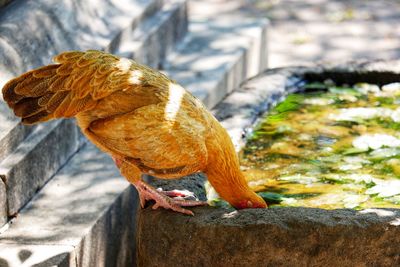 Close-up of bird perching on rock