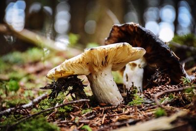 Close-up of mushrooms growing on tree trunk