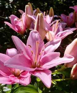 Close-up of pink flowers