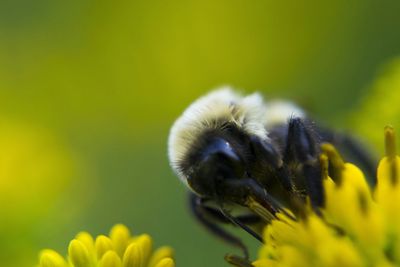Close-up of bee pollinating on yellow flower